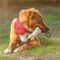 TEETHER PER ANIMALI